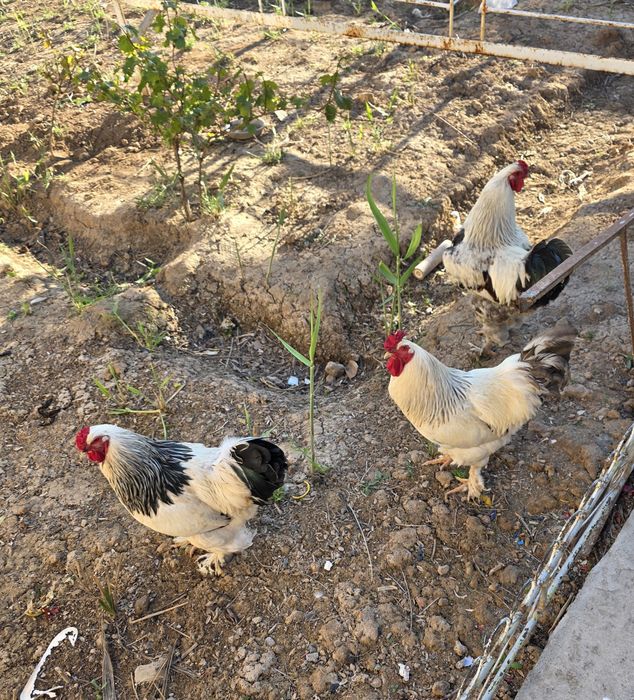 Хуроз сотилади, Брама. Питух