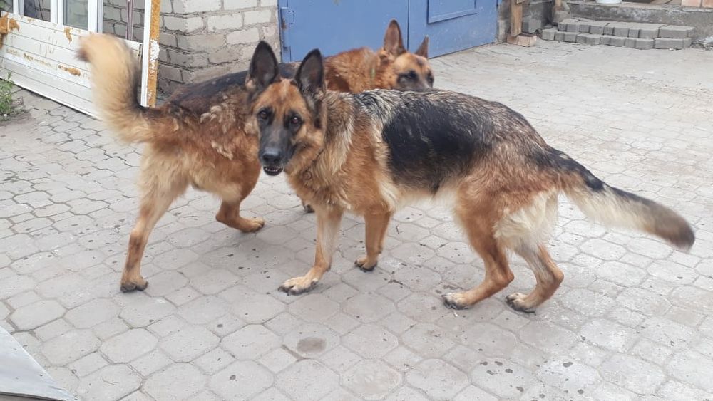 Немецкая овчарка