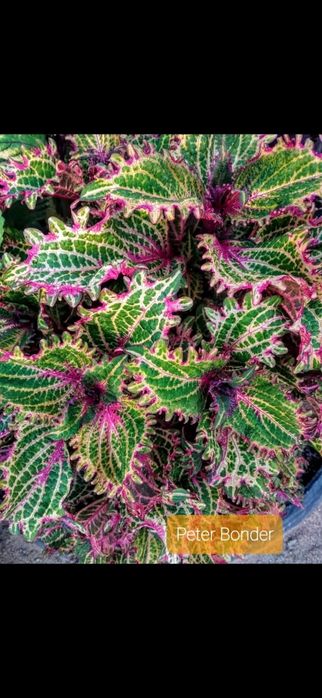 Продам цветы колеусы