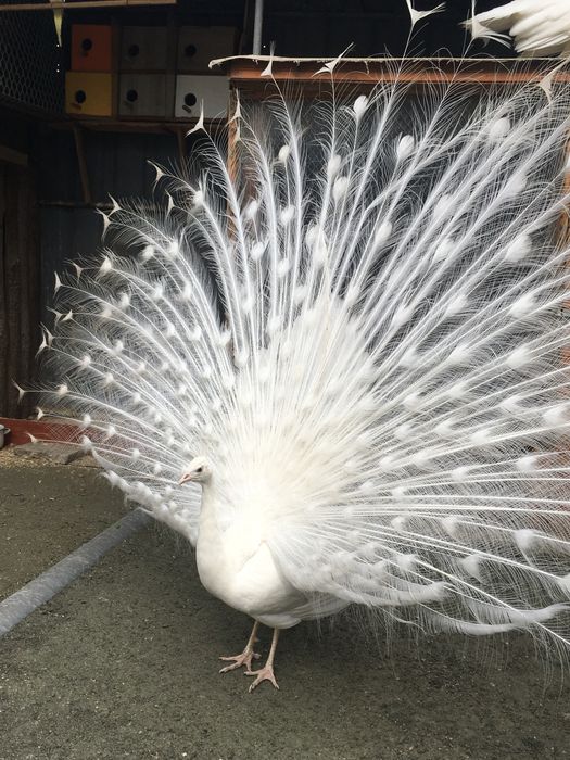 Продават се пауни,папагали