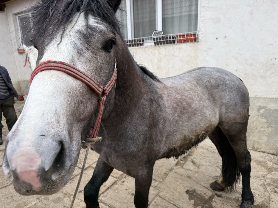 Manz de 2 ani jumate