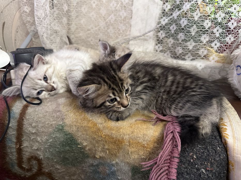 Отдам в хорошие руки кошек