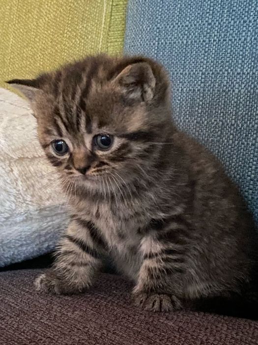 Чистокръвни британски котенца