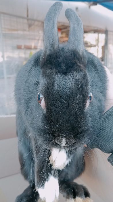 Quyon boqishga soyishga