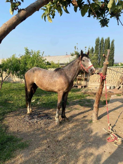 1,5 yoshli sog‘lom toy sotiladi