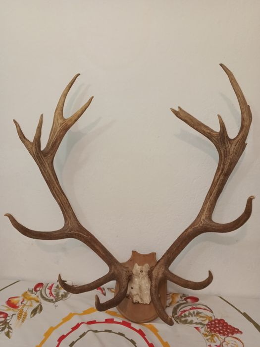 Трофей  благороден елен