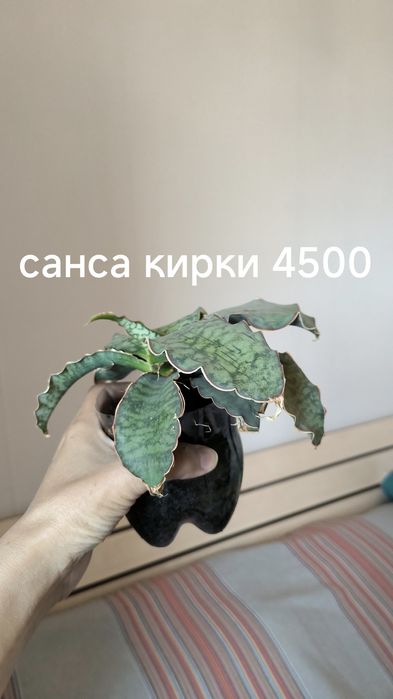 Комнатные растения