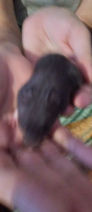 Хомеки 4 3 мальчика 1 девочка