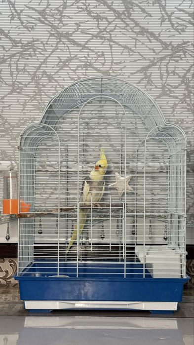 Корелла попугай сатылады!