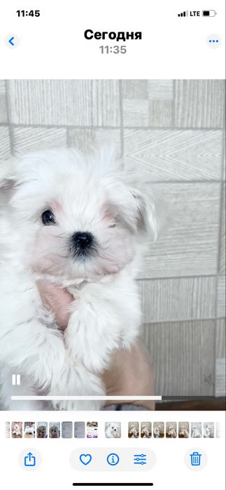 Продаётся мальчик мальтезе