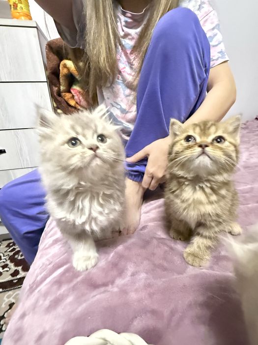 Продается котёнок