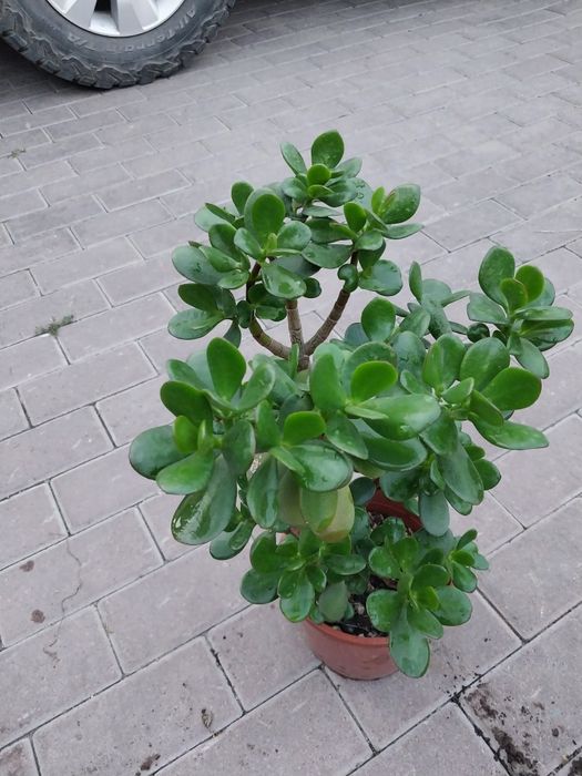 Продаю денежное дерево и др