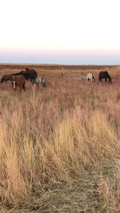 Уйыр Жылкы 5 млн