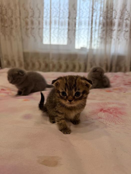 Продаются породистые котята