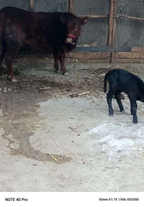 Ангус. 1 Корин тугиши