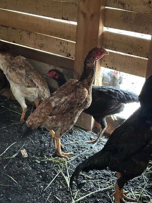 Дакан тауык сатылады