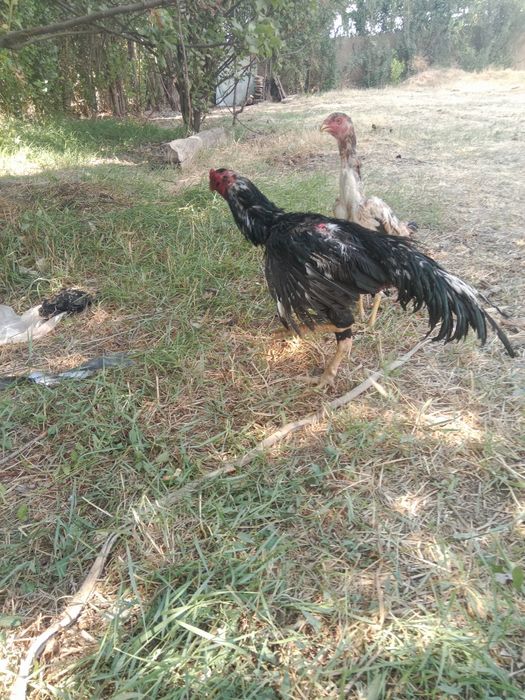 Dakan xoʻroz sotiladi narxi  1 milon kelishamiz