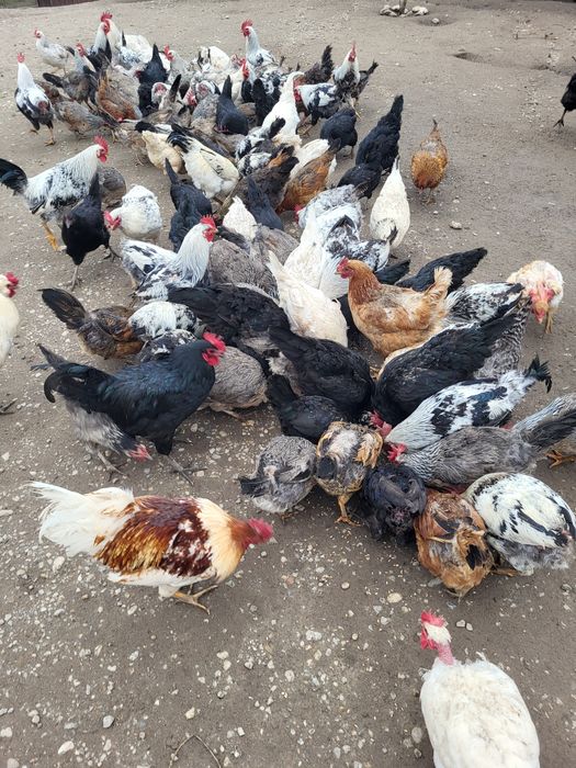 Vând cocoși albi de Mătase japoneză