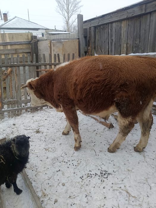 бұқа сатылады 1.5 жасар