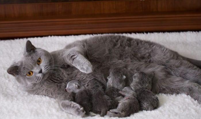 Британские котята