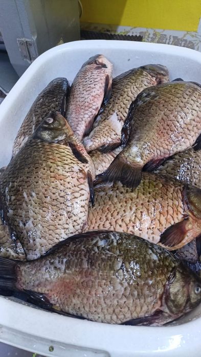 Продажа свежей речной рыбы и морепродуктов