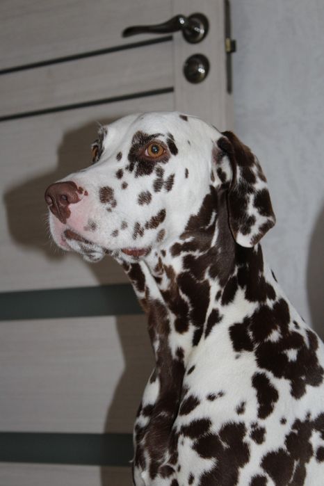 Вязка , далматин