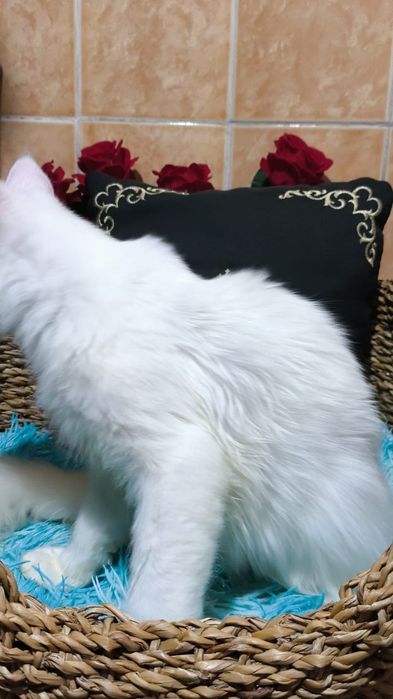 Белый Мейн кун КОТЯТА