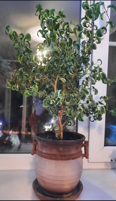 Продам цветок фикус