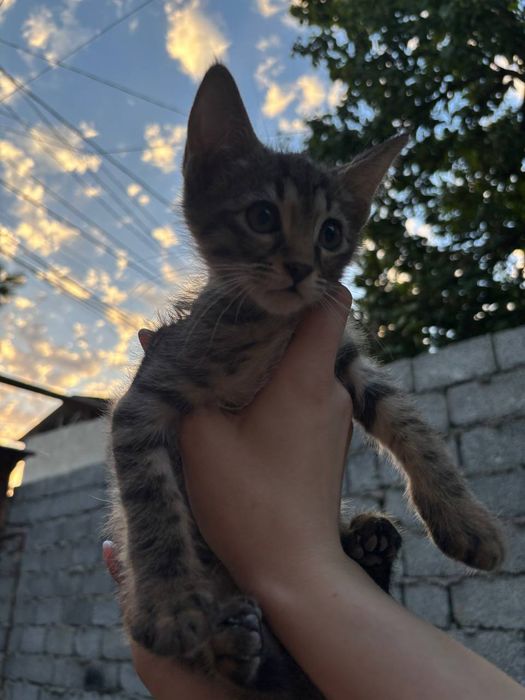 Пристраиваются самые красивые и умные котята