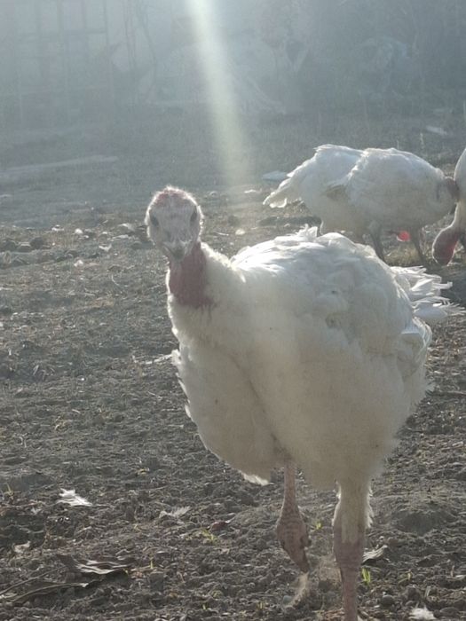 Kurkalar juda toza boqilgan