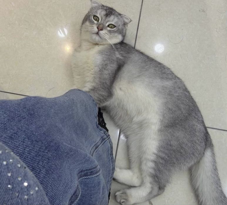 Здоровая домашняя кошка