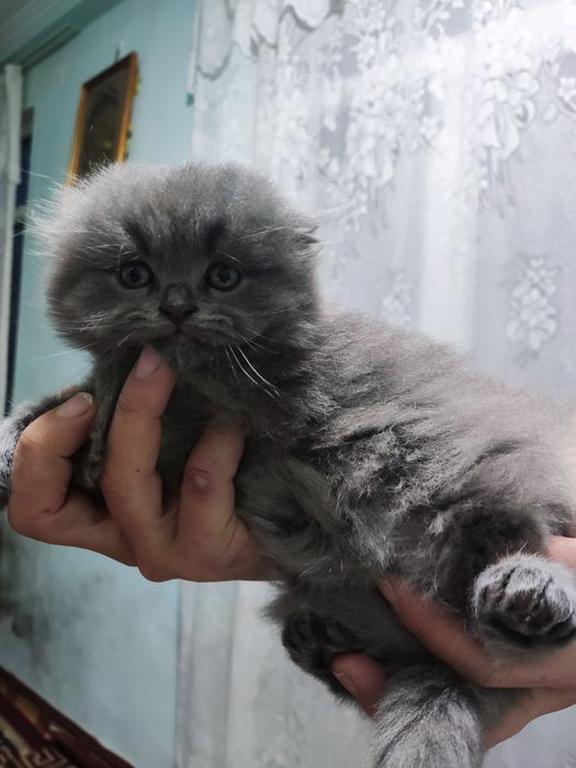 Продаются котята британские веслоухие