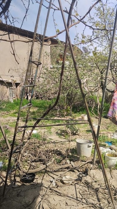 Тутовник и виноградные лозы на декорацию
