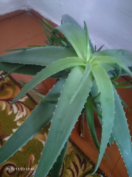 Алое вера продам
