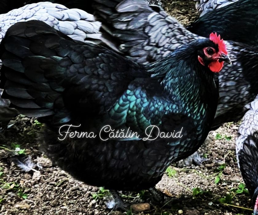Oua incubatie Australorp Negru Albastru Splash