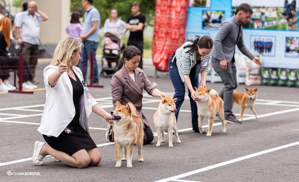 Сиба шикарный кобель на вязку.