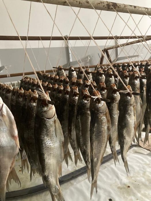 Рыба Атырау Продам рыбец