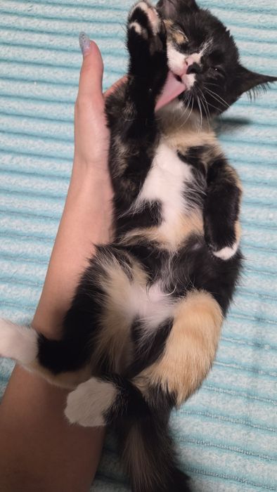 Срочно  котята в добрые руки