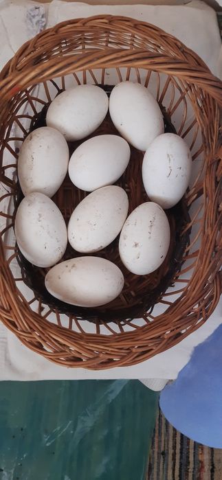 Vând ouă de gâscă București