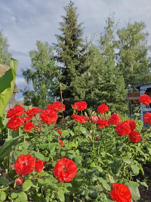 Продам дачу. СО.Горизонт