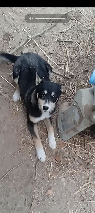 Лайка 3 айлық ұрғашы