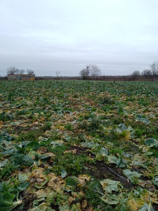 Vind varza crăpată cu tot cu frunza