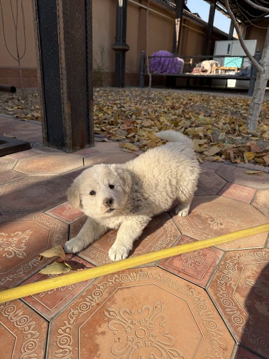 Щенок алабай тобет