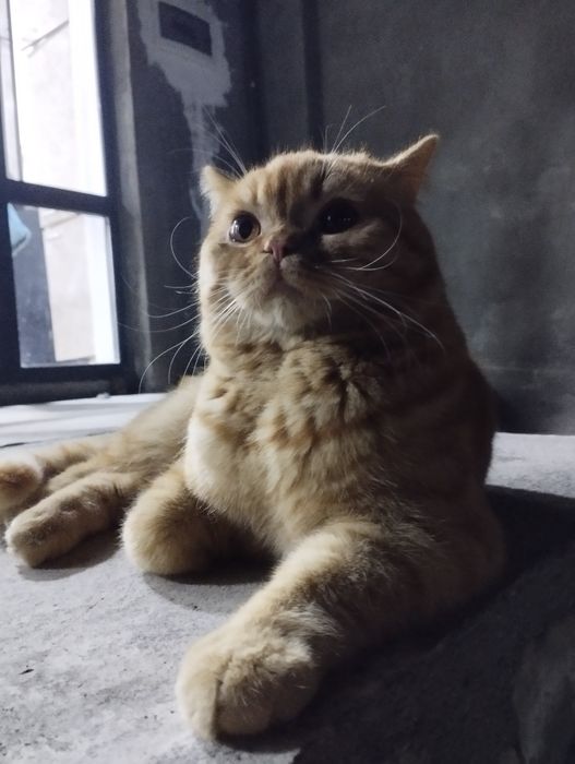 Продаётся, Рыжая британская кошка