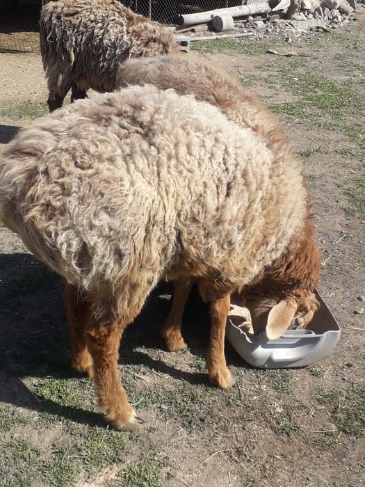 Семиз бордакы жас  кошкар сатылады