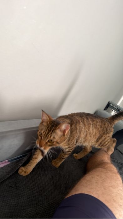 Котята помись с бенгалами