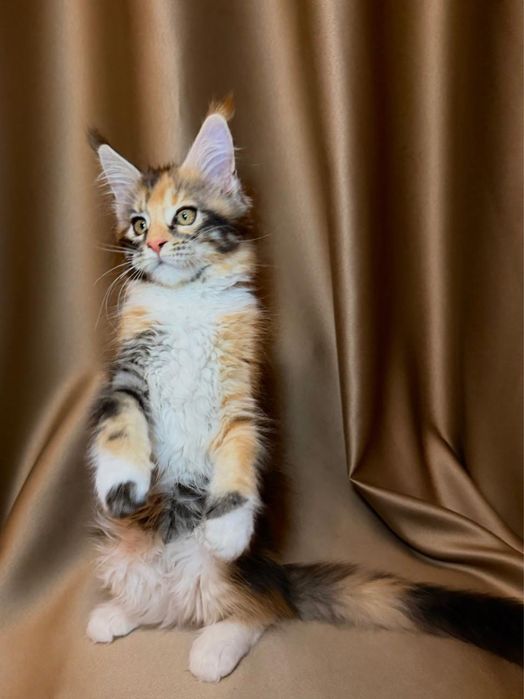 Породные котята мейн-кун