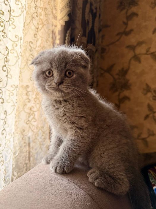 Порода:Скотиш Фолд.