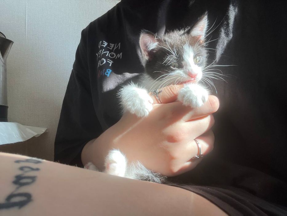 Котенок 2 месяца