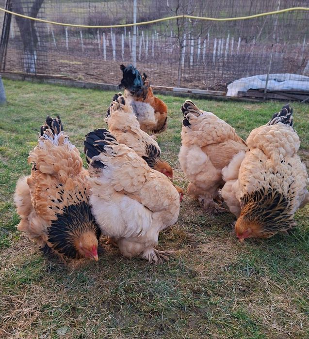 Oua brahma columbia pt incubat